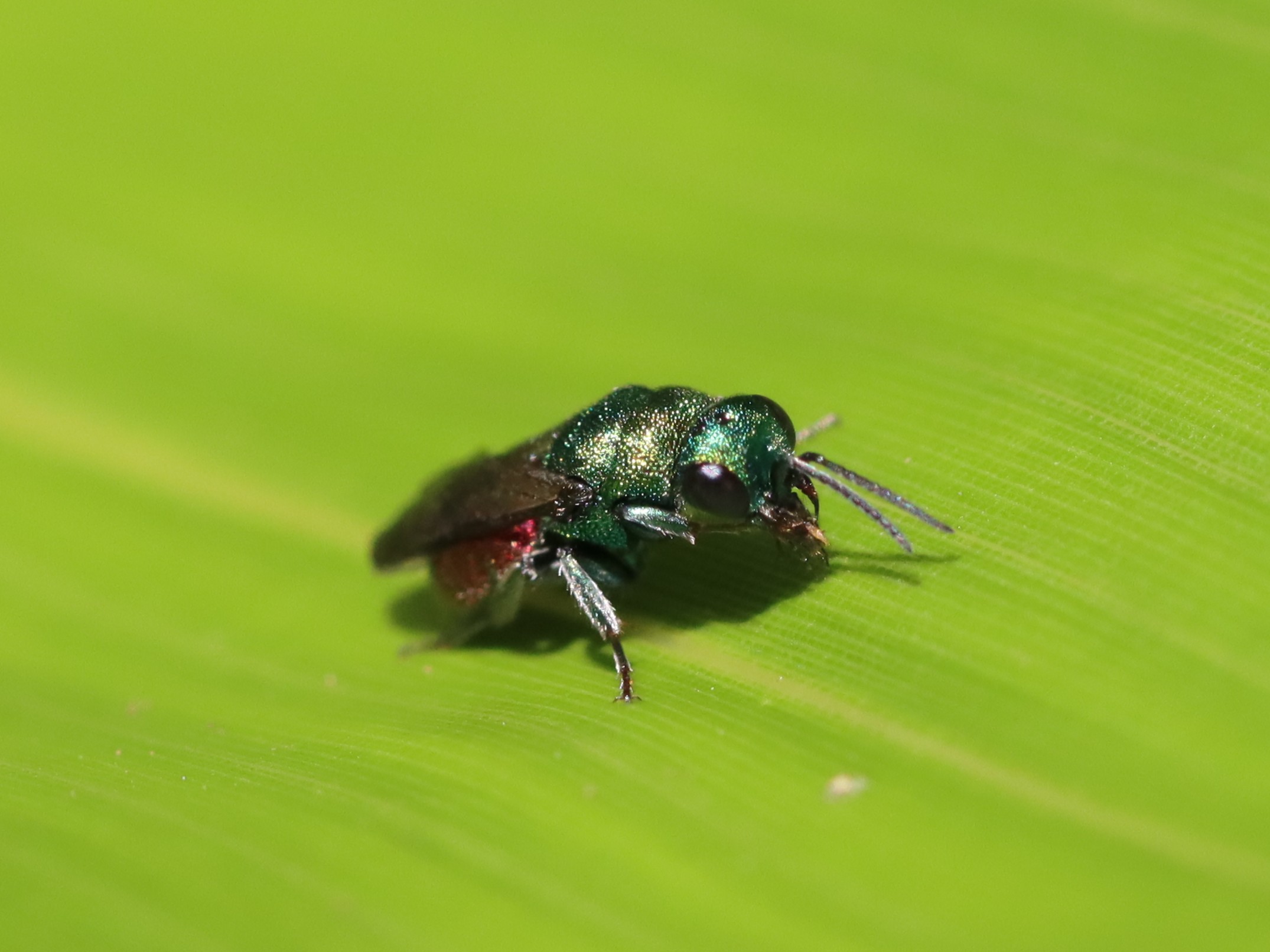 ハラアカマルセイボウ
